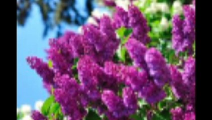 As Origens dos Perfumes  Lilases