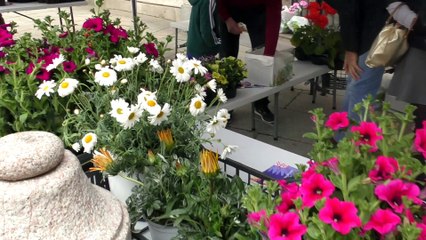 Rotary fiori Vigevano