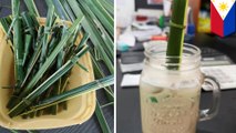 Cafe uses eco-friendly 'lukay' straws made from coconut leaves