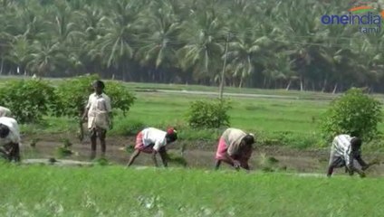 கிணற்று நீரை பயண்படுத்தி இரண்டாம் போக நெல் சாகுபடி பணி- வீடியோ