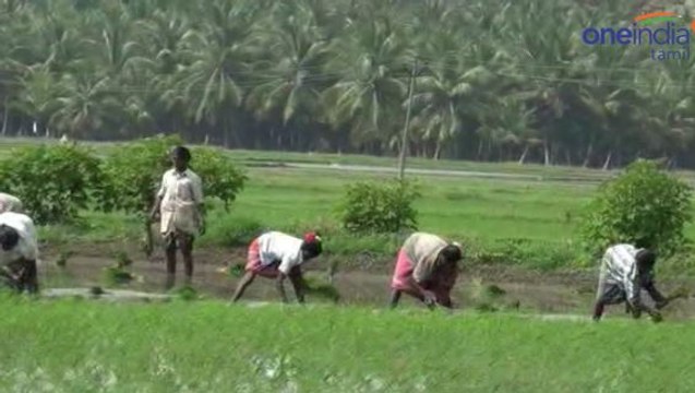 கிணற்று நீரை பயண்படுத்தி இரண்டாம் போக நெல் சாகுபடி பணி- வீடியோ