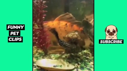 Tik Tok Pets: Funny Cute Animals #40