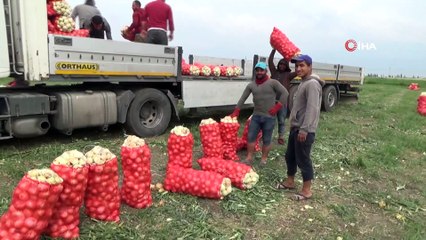 Soğan tarlada 1 liraya alıcı buluyor