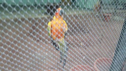 amazing colorful parrot very rare video