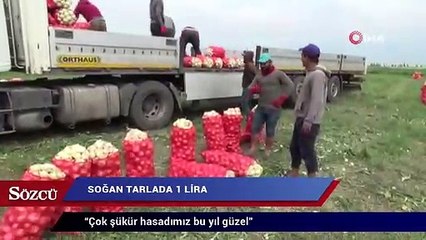Soğan tarlada 1 lira