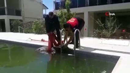 Yüzme havuzunda buzağı gören site sakinleri şok oldu