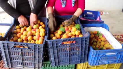 Mersin'de Sofralık Kayısı Hasadı Başladı