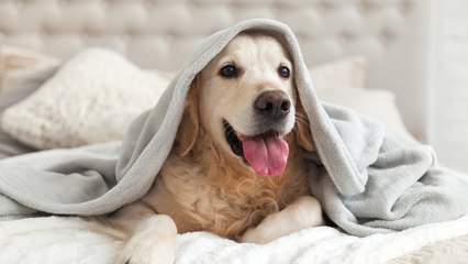 Reasons to let your Dog sleep in your Bed