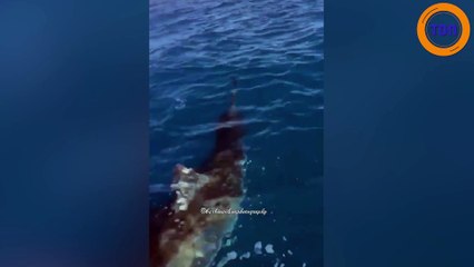 Des pêcheurs parviennent à filmer de près un grand requin blanc !