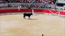 Fête des Gardians - Hofreitschule - Course Camarguaise - Stierkampf