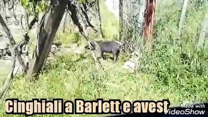 Maiale a Barletta scambiato per un cinghiale