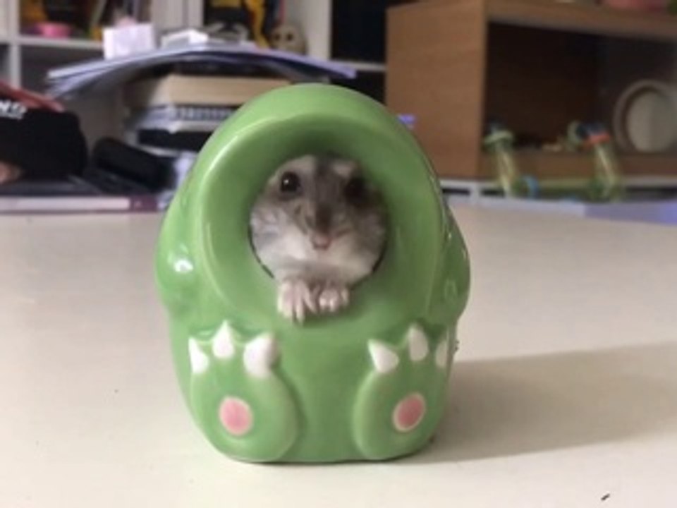 Newsflare Edit - Dwarf hamster squeezing into a green dinosaur
