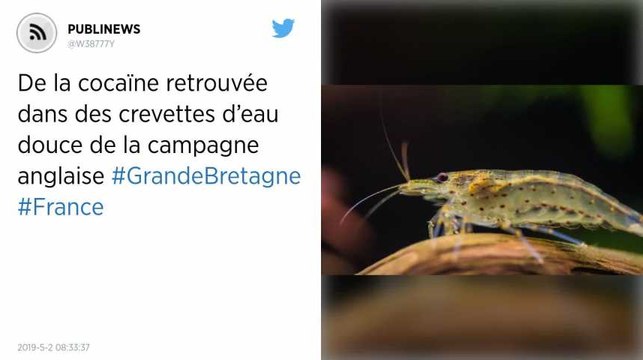 De la cocaïne retrouvée dans des crevettes d’eau douce de la campagne anglaise