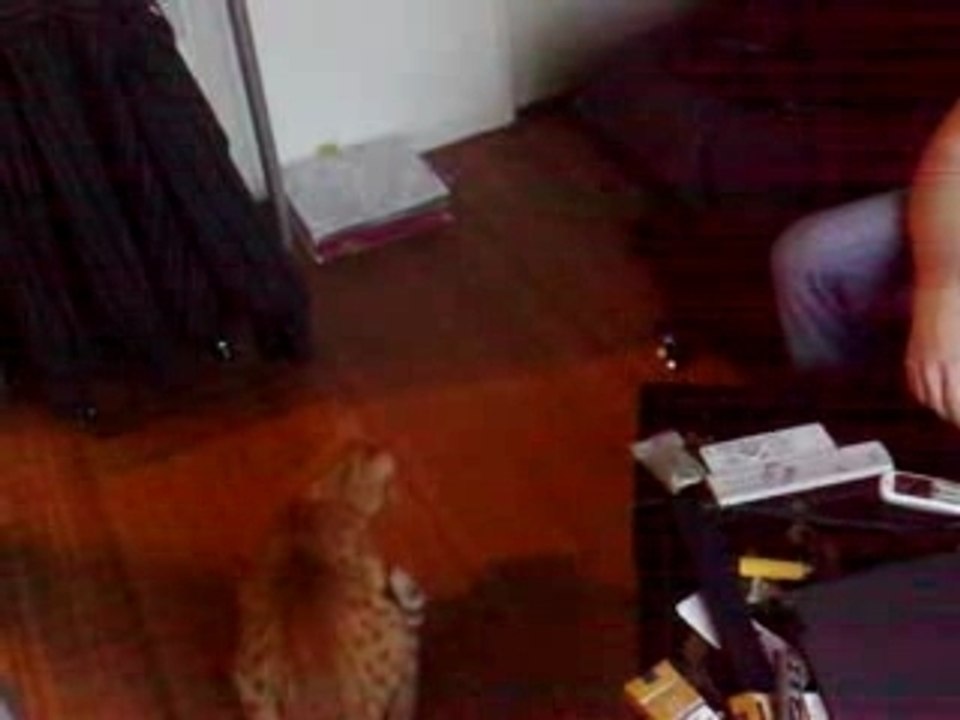 chat contre hélico