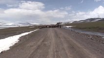 Göçerlerin Karlı Dağlardaki Zorlu Yayla Yolculuğu
