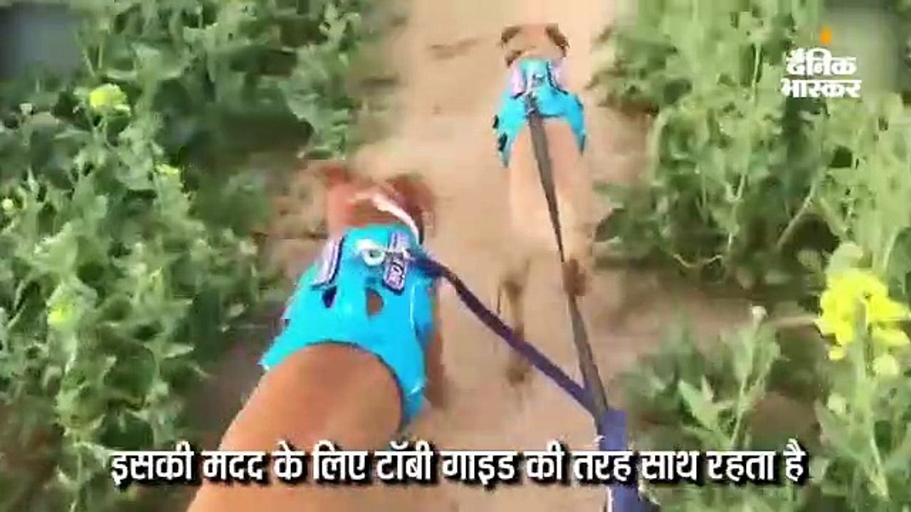 दो कुत्तों की अनोखी दोस्ती, स्टेफी देख नहीं सकता है लेकिन टॉबी उसे गाइड की तरह रास्ता दिखाता है