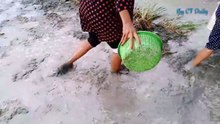 Amazing catch fishing videos, fish in Cambodia