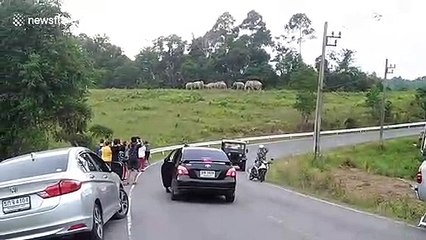 Herd of wild elephants bring traffic to standstill
