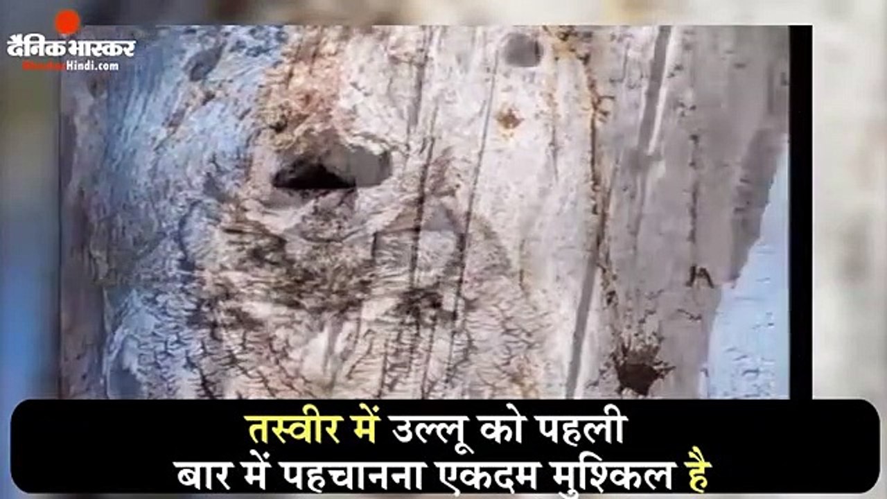 सोशल मीडिया पर चर्चा में है उल्लू  - दैनिक भास्कर हिंदी