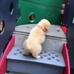 Ce chiot va au parc d'attraction pour la première fois. Adorable !