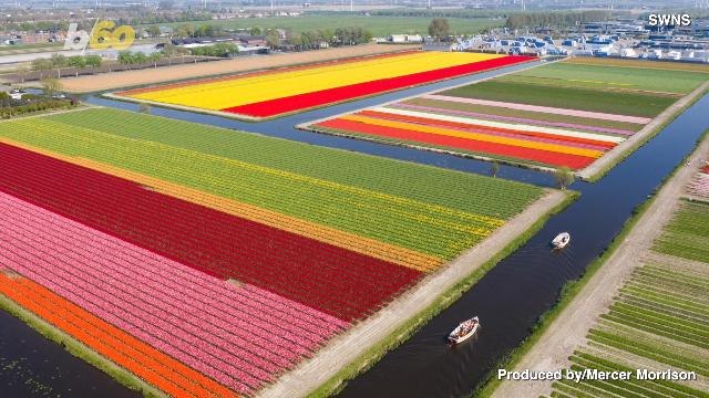 Flower Power! Photographer Captures Stunning Kaleidoscopic Tulip Fields!