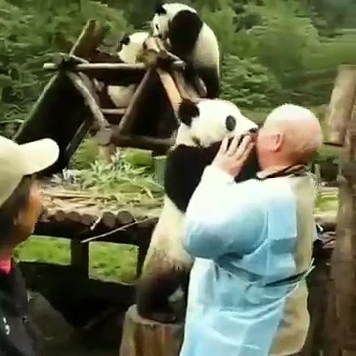 Ce bébé panda fait des bisous à un vétérinaire. Essayez de ne pas craquer !
