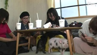 Boire un café tout en caressant un cochon, c'est désormais possible dans ce bar japonais