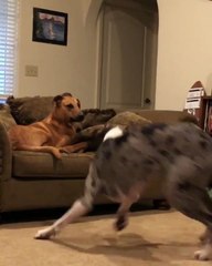 Découvrez le Dogue allemand le plus adorable de la terre !!