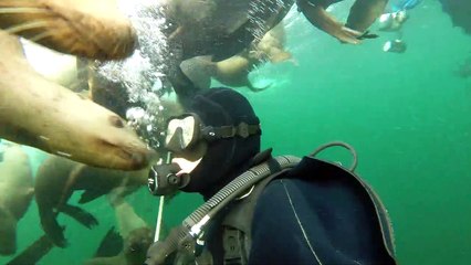 Sea Lions as Far as the Eye Can See