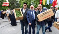 (2 Mayıs 2019) DOMATES FİDESİ KUYRUĞU