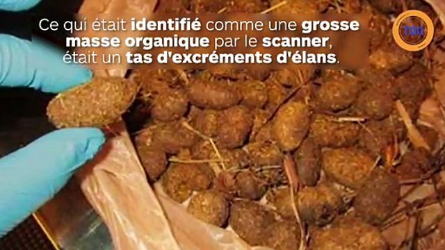 La sécurité d’un aéroport découvre un sac rempli d'étrons d’élan… et le laisse passer