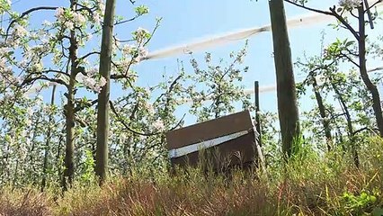 A la saison des pommiers en fleurs, les "ouvrières" sont reines