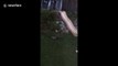 Canadian family in hysterics as hyper raccoon gets the 'zoomies' in backyard