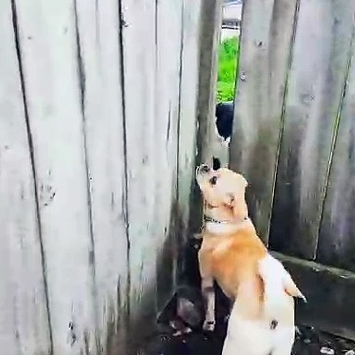 Quand deux adorables chiens jouent à cache-cache. Trop drôle !