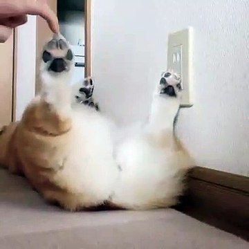 Quand un chiot aime se faire chatouiller les pattes. Adorable !