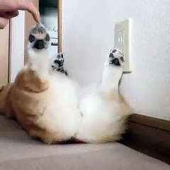 Quand un chiot aime se faire chatouiller les pattes. Adorable !