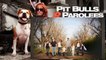 Pit Bulls And Parolees S03E12
