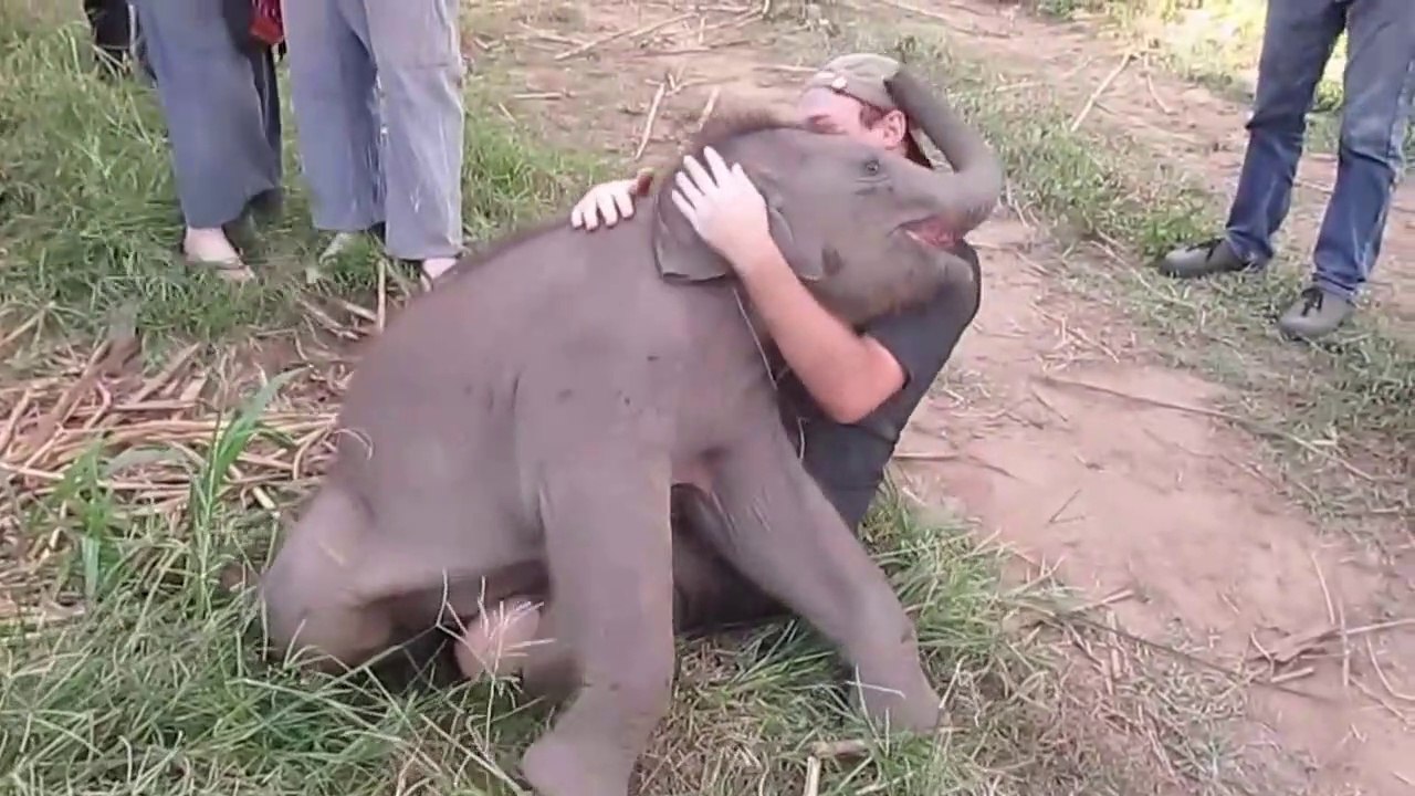 Baby_Elephants_shows  love to carer