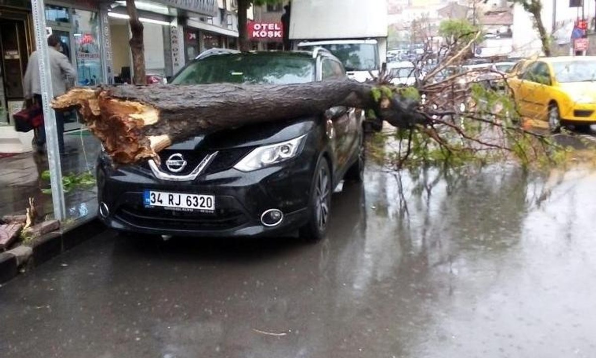 Ağaç otomobilin üzerine devrildi