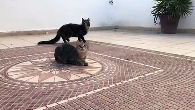 Cette chatte est une incroyable athlète. Regardez ce qu'il va faire !