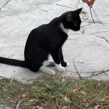 Ce chat fait tout pour attraper son jouet. Trop drôle !