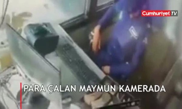Otoyol gişe kasasından para çalan maymun kamerada