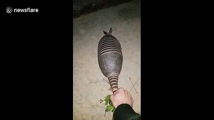 'Wind-up car-madillo' speeds off when being released into the wild