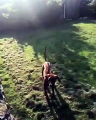 Quand un chien rencontre un cheval pour la première fois. Regardez!