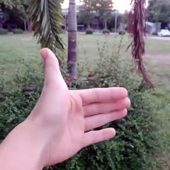 Ce sublime oiseau d'amour va ensoleiller votre journée. Admirez !