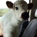 Un bébé veau fait son premier voyage en voiture. Réaction surprenante !
