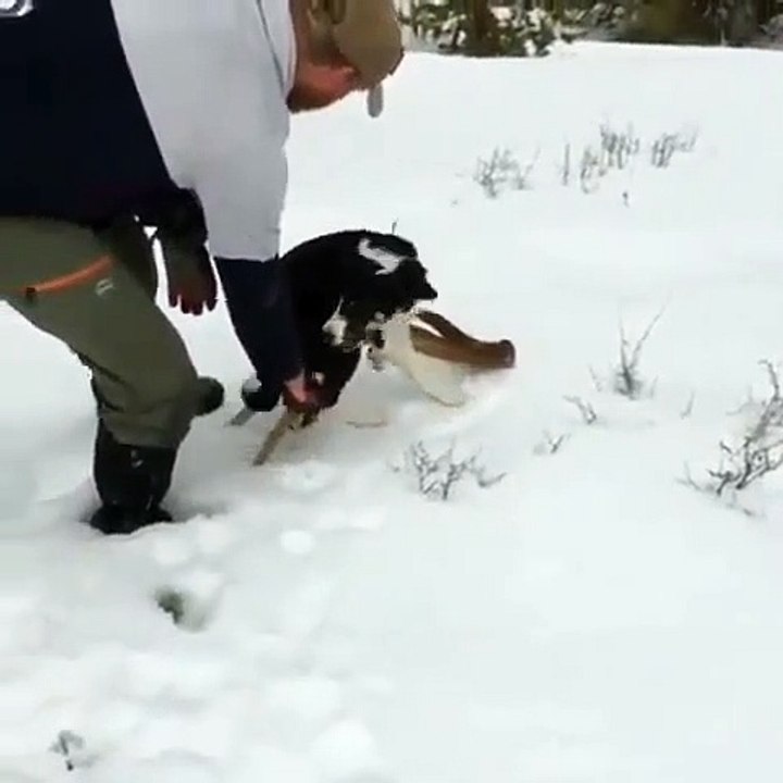 Cet adorable chien ne veut pas se séparer de son jouet. Trop drôle !