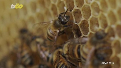 13th Century Church in the UK Invaded by 50,000 Bees
