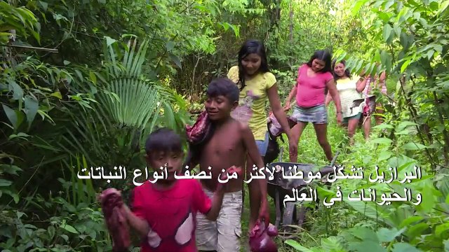 التعديات على الأنظمة البيئية في البرازيل تهدد التنوع البيولوجي