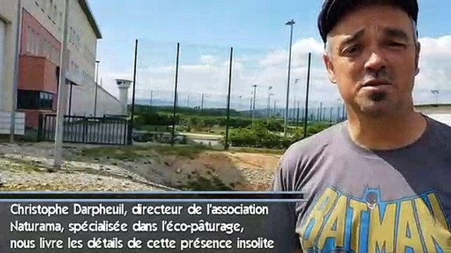 Insolite : des moutons tondent la pelouse de la prison de Valence